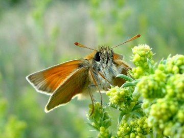 Small Skipper 2010 - Dave Miller