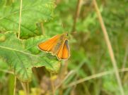 ?Small Skipper 2006 - Geoff Horn