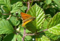 Small Skipper 2007 - Steve Lane