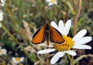 Small Skipper 2010 - Dave Miller