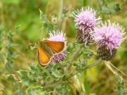 ?Small Skipper 2006 - Geoff Horn