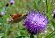 Small Skipper 2010 - Dave Miller