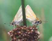 Small Skipper mating 2001