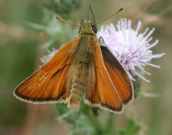 Small Skipper 2001