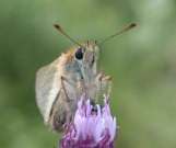 Small Skipper antennae