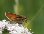 Small Skipper 2003