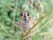 Small Skipper showing antennae