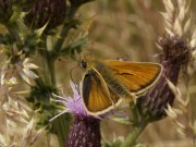 Small Skipper 2004 ~ Lee Browne