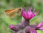 Small Skipper 2002 ~ Nick Sampford