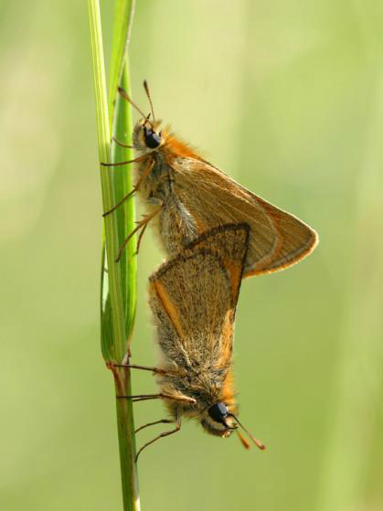 Small Skippers 2004 - Sandra Standbridge