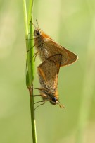 Small Skipper mating 2004