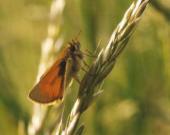 Small Skipper showing underwing 2001 ~ Andrew Middleton