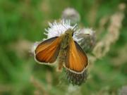 Small Skipper 2001 ~ Nick Sampford