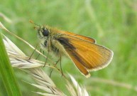 Small Skipper showing underwing 2004 ~ Archie Lang