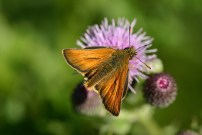 Small Skipper 2004 ~ Sandra Standbridge