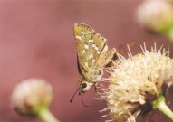 Silver-spotted Skipper 2003 - Clive Burrows