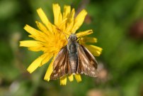 Silver-spotted Skipper 2004 - Sandra Standbridge