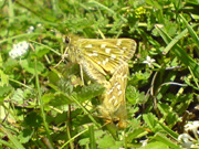 Silver-spotted Skipper 2007 - Darin Stanley