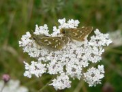 Silver-spotted Skipper 2005 - Steve Lane