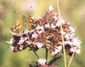 Silver-spotted Skipper ~ Andrew Middleton