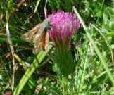 Silver-spotted Skipper 2001 ~ David Chandler