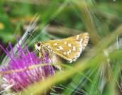 Silver-spotted Skipper  2001 ~  Andrew Middleton