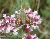 Silver-Spotted Skipper 2001 ~ Nick Sampford