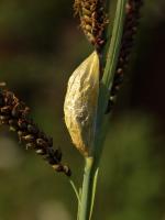 0169 Pupa 2005 - Lee Browne