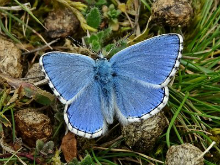 Adonis Blue 2017 - Dave Miller