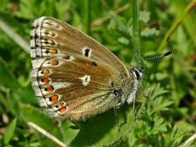 Adonis Blue 2017 - Dave Miller