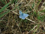 Adonis Blue 2001 - Nick Sampford