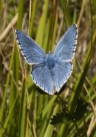 Adonis Blue 2006 - Steve Lane