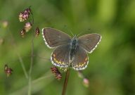 Adonis Blue 2006 - Steve Lane