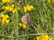 Adonis Blue 2007 - Bob Cripps