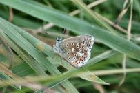 Adonis Blue 2002 - Nick Sampford