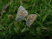 Adonis Blue 2004 - Lee Browne