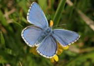 Adonis Blue 2006 - Sandra Standbridge