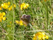 Adonis Blue 2007 - Bob Cripps