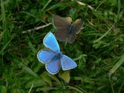 Adonis Blue 2006 - Steve Lane