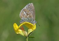 Adonis Blue 2006 - Sandra Standbridge