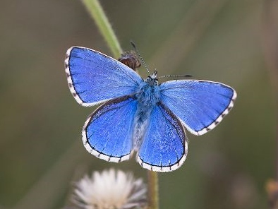 Adonis Blue 2019 - Trevor Sawyer