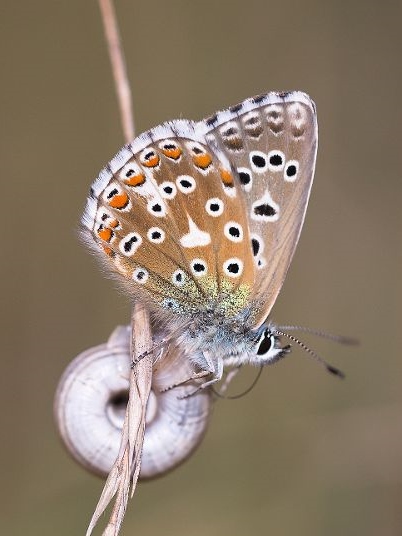 Adonis Blue 2019 - Trevor Sawyer