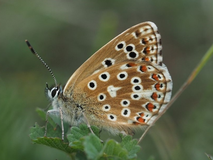 Adonis Blue 2019 - James Fowler