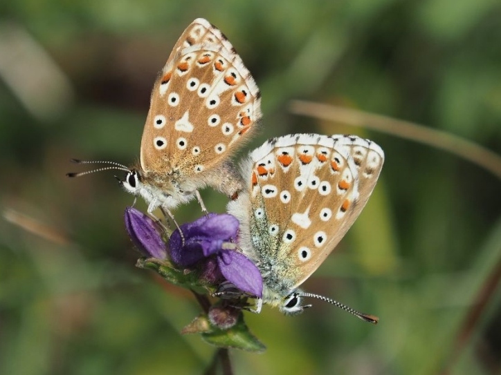 Adonis Blue 2019 - James Fowler