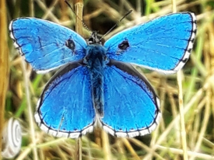 Adonis Blue 2019 - Ian Tulloch