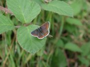 Brown Argus 2001 - Nick Sampford