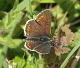 Brown Argus 2003 - Allen Beechey