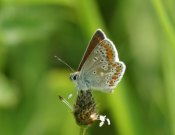 Brown Argus 2003 - Nick Sampford