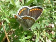 Brown Argus 2004 - Trevor Chapman