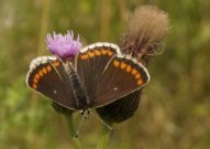 Brown Argus 2004 - Lee Browne